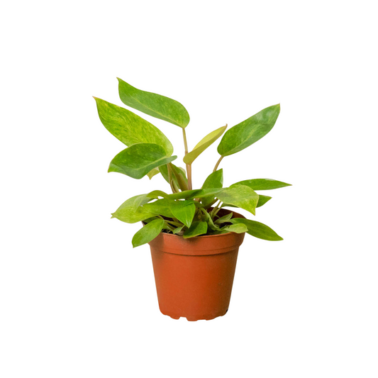 Variegated Philodendron 'Painted Lady' with green leaves with yellow variegation with red stems in a brown pot.