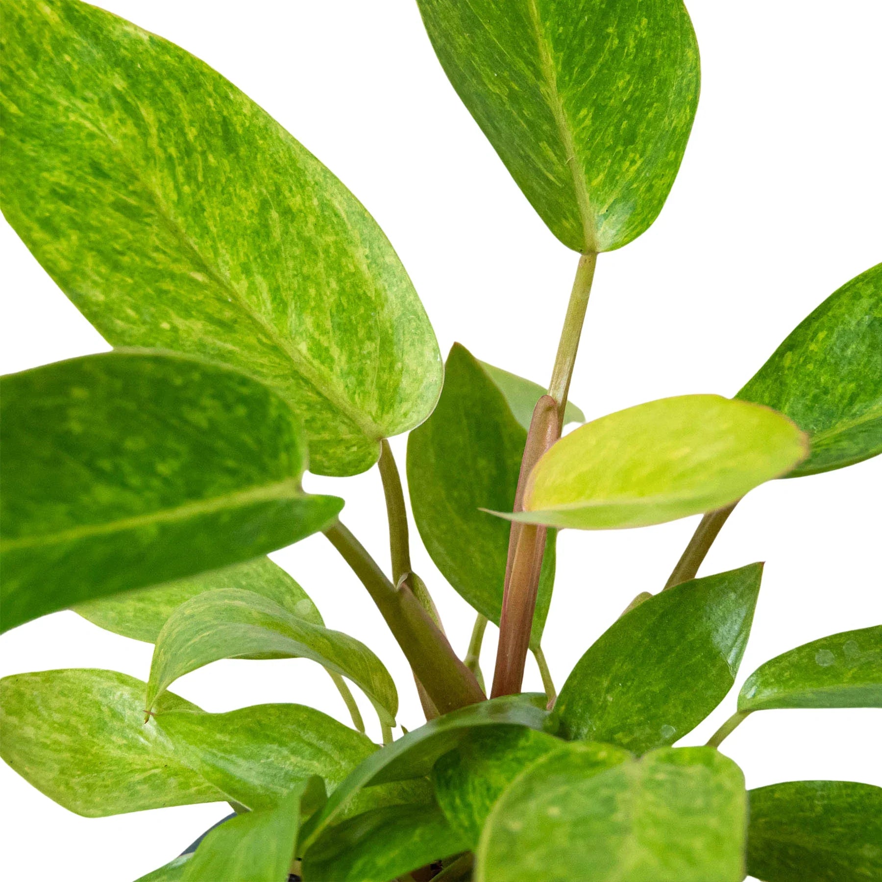 Variegated Philodendron 'Painted Lady' with vibrant green and yellow speckled leaves and reddish stems.