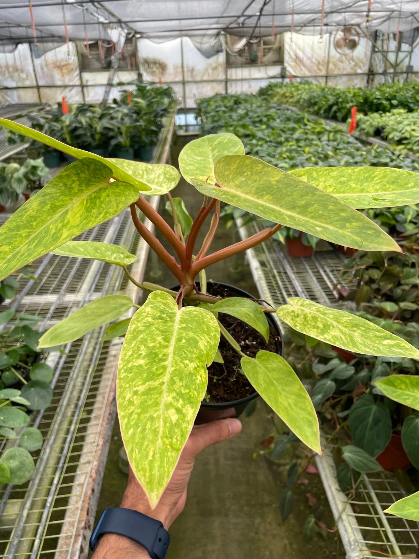 Variegated Philodendron 'Painted Lady' with green and yellow speckled leaves and reddish stems in a black pot.