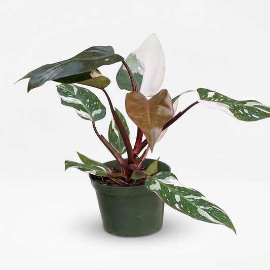 A potted philodendron pink princess plant with dark green and pink variegated leaves in a green 6” pot sitting on a white surface with a white background.
