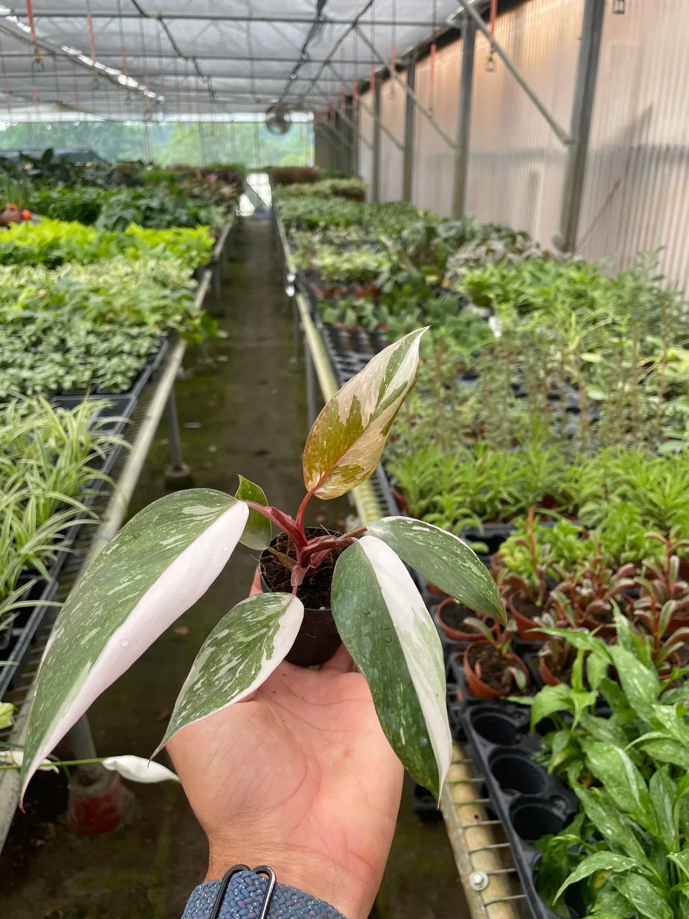 Hand holding a small Philodendron 'Pink Princess' plant with green, white, and pink variegated leaves in a greenhouse.