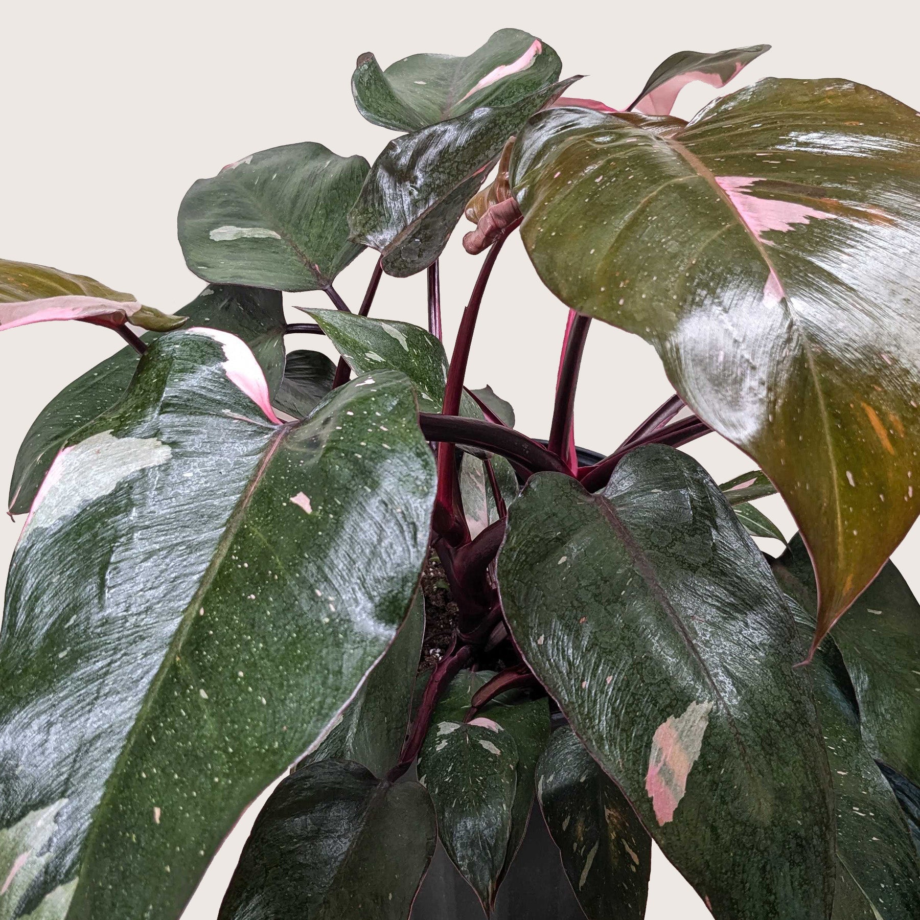 Lush Philodendron 'Pink Princess' plant with dark green leaves and vibrant pink variegation.
