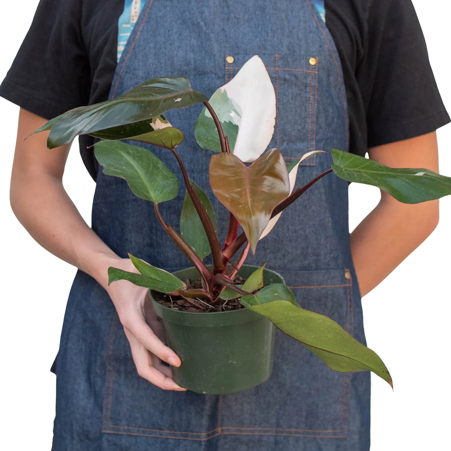 Person in denim apron holding a potted Philodendron 'Pink Princess' plant with dark green and pink variegated leaves.