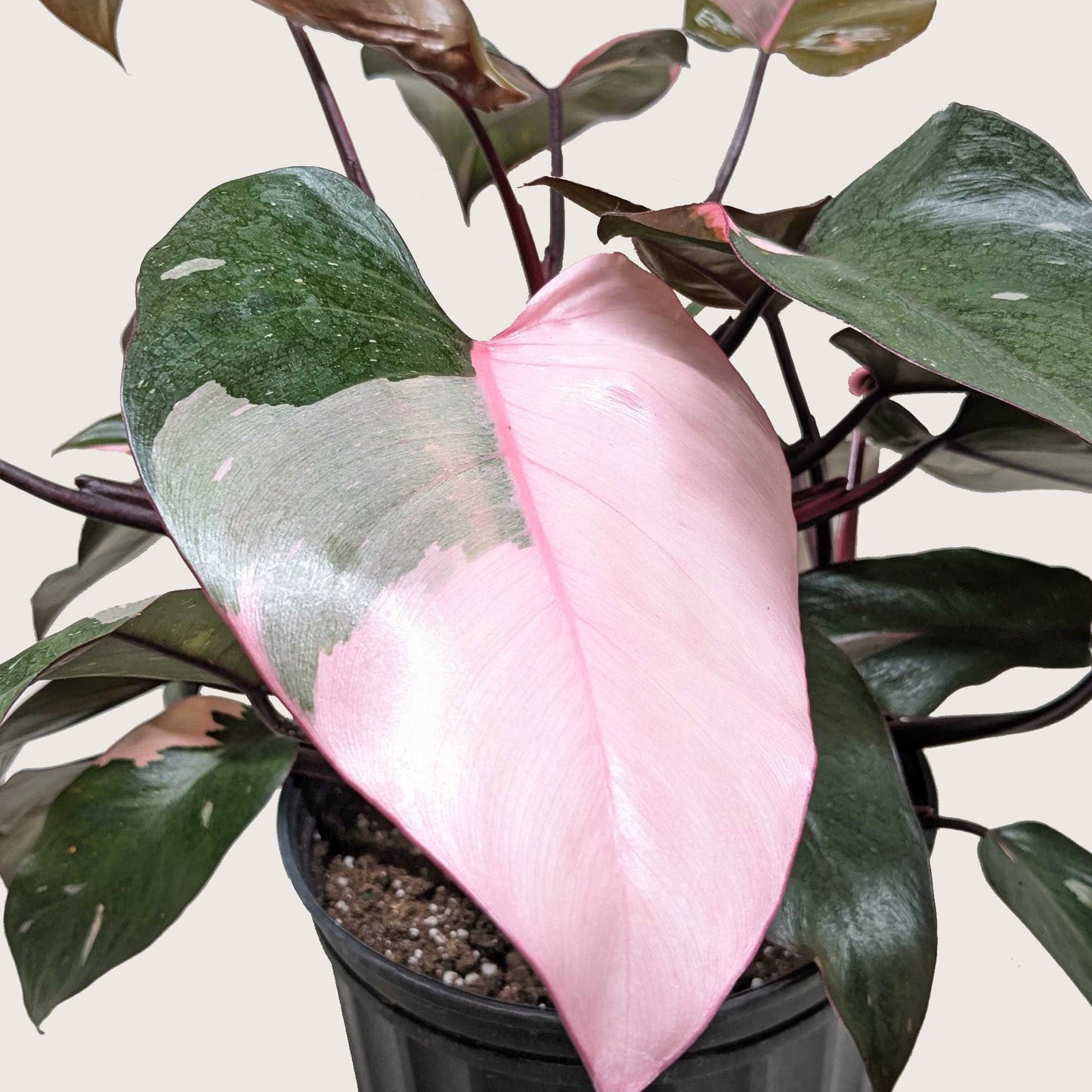 Vibrant Philodendron 'Pink Princess' plant with a large half-pink, half-green variegated leaf in a black pot.