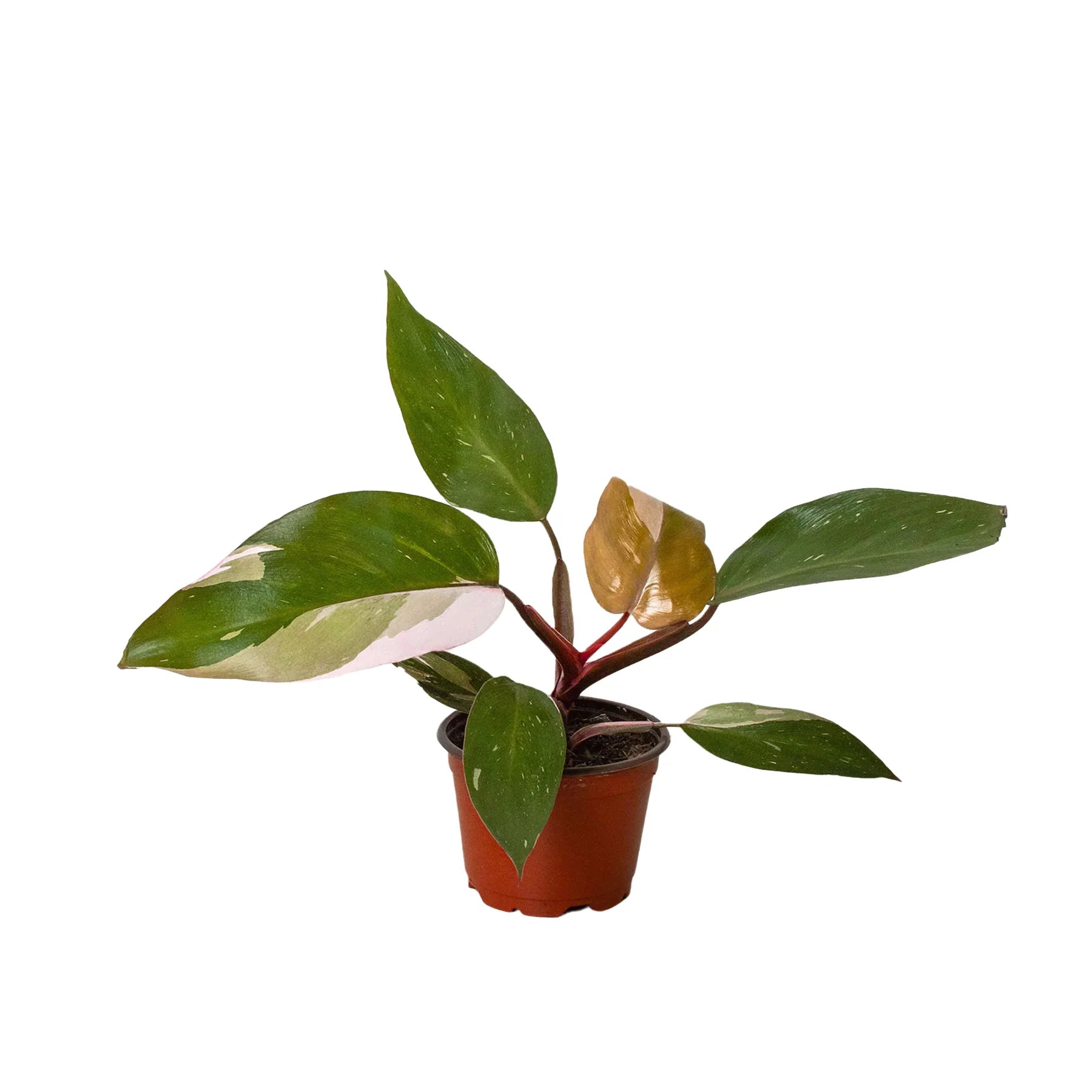 Small Philodendron Pink Princess plant in a brown pot, featuring dark green leaves with pink and white variegation.