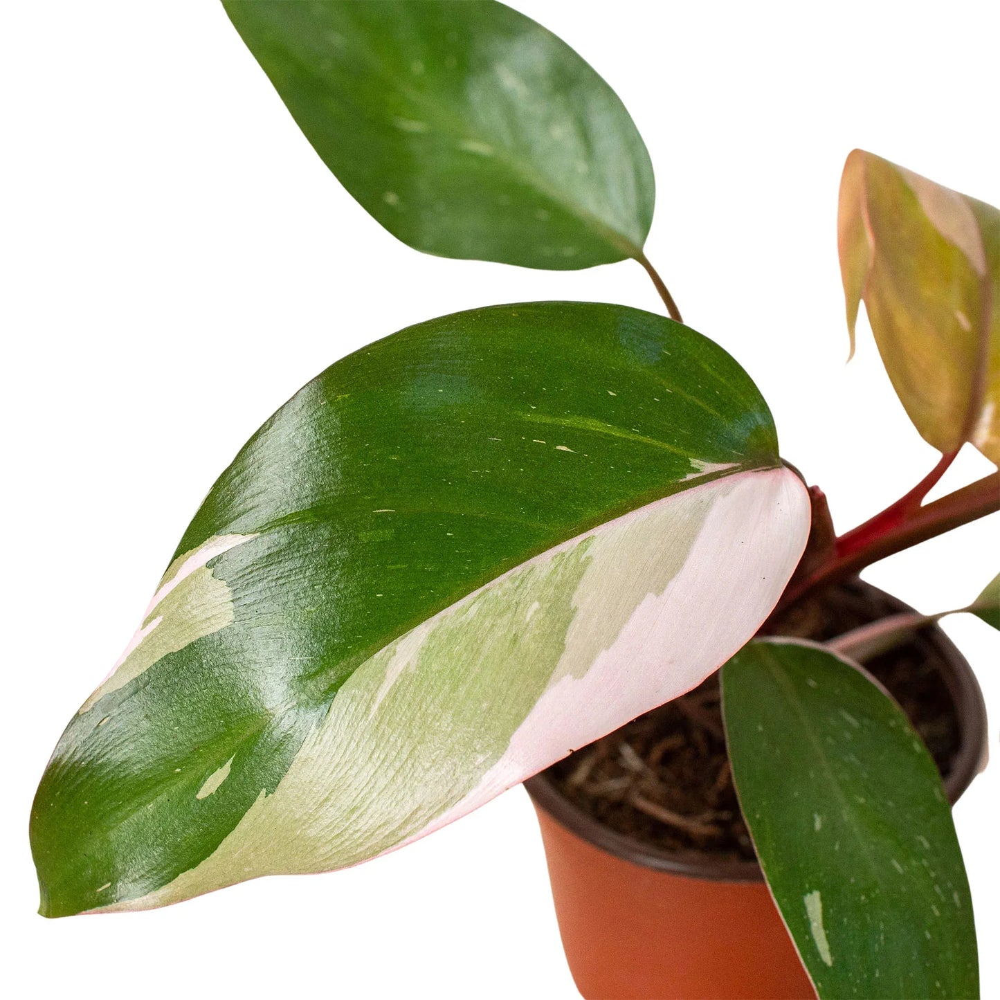 Philodendron 'Pink Princess' plant in a brown pot, featuring dark green leaves with vibrant pink and white variegation.