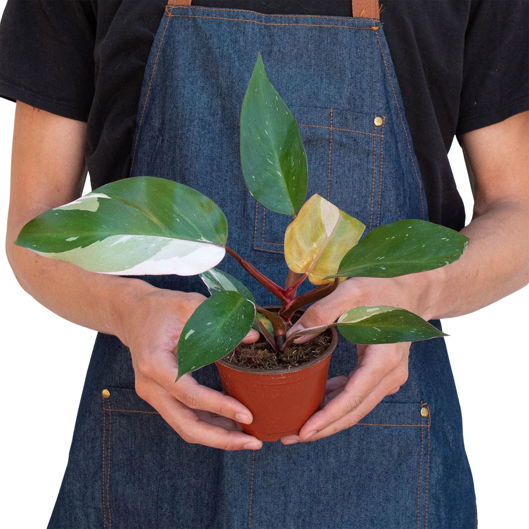 Person in denim apron holding a small Philodendron 'Pink Princess' plant with green, white, and pink variegated leaves in a brown pot.