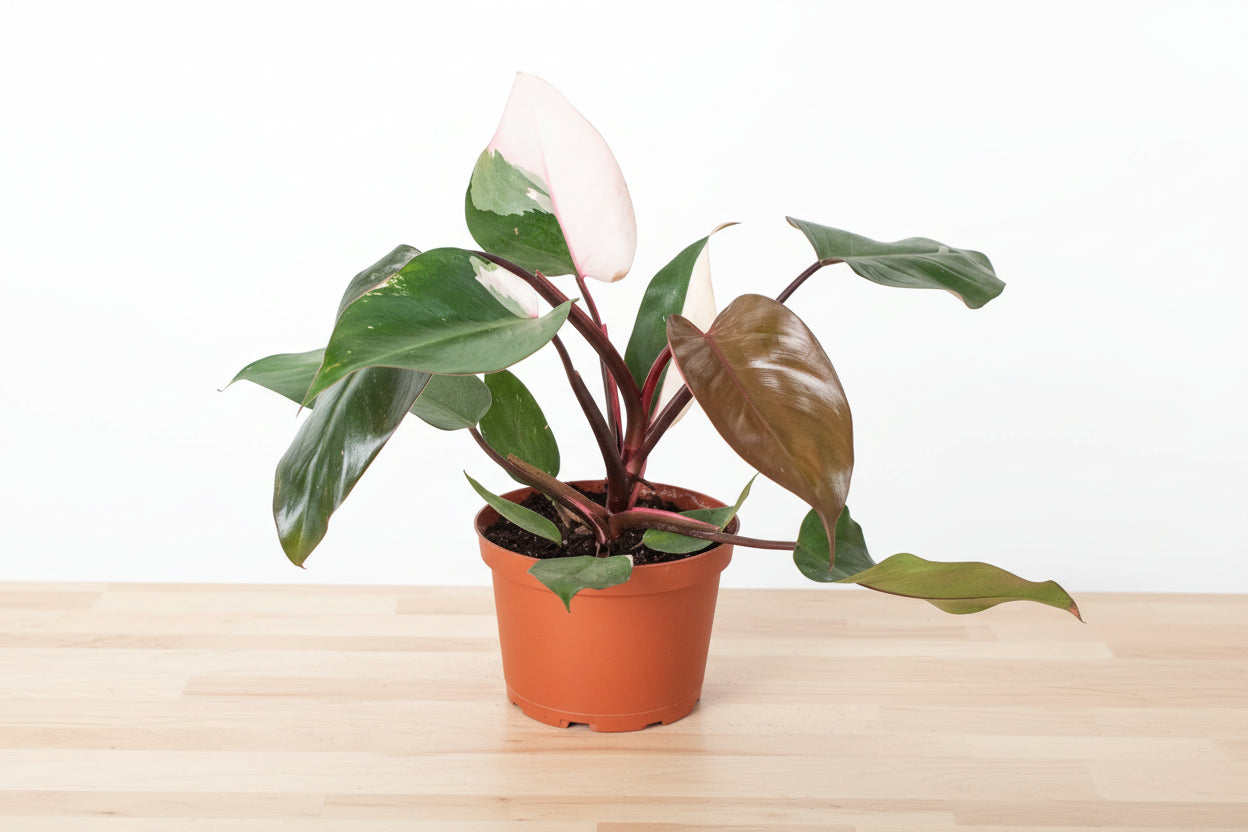 Philodendron 'Pink Princess' plant in a brown pot with dark green and pink variegated leaves.
