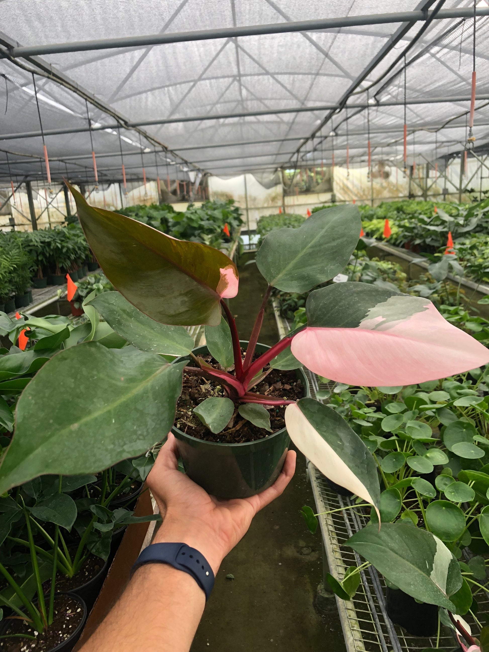 Hand holding a Philodendron 'Pink Princess' plant with dark green and vibrant pink variegated leaves in a dark green pot.
