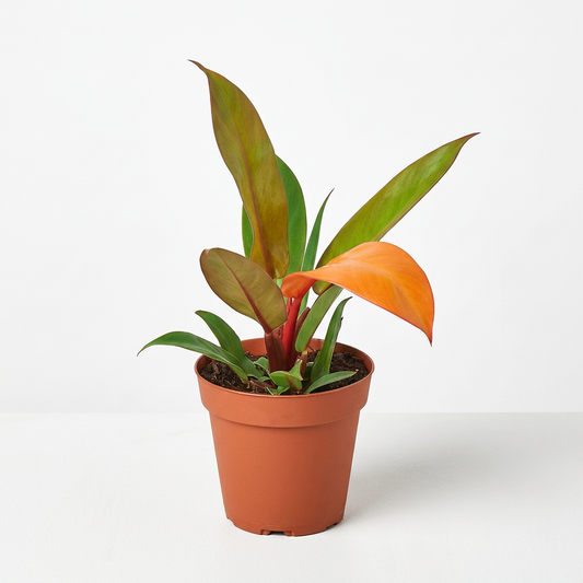 Philodendron 'Prince of Orange' plant in a brown pot, displaying coppery-orange and glossy green leaves on a white surface.