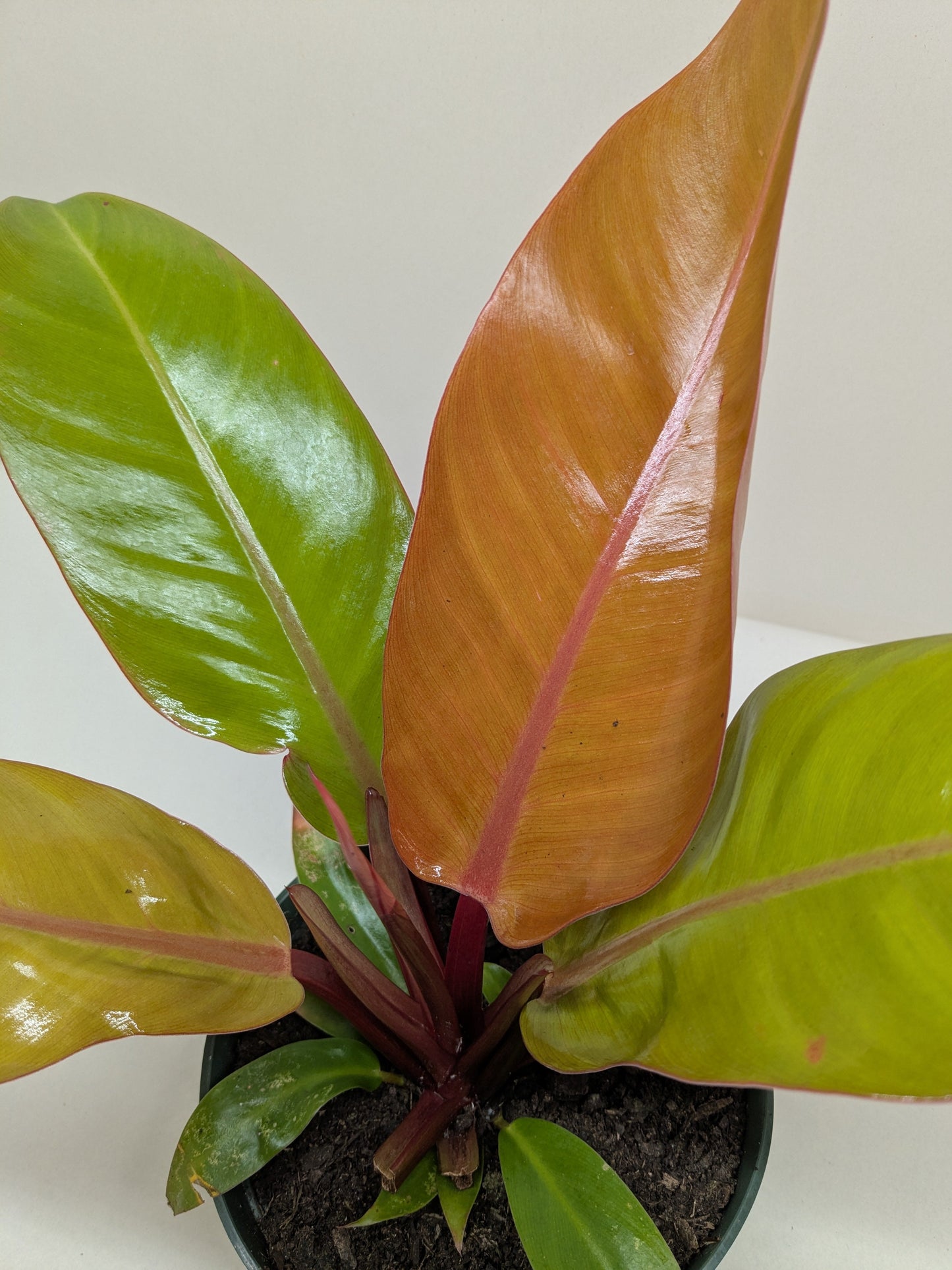 Philodendron 'Prince of Orange' plant with coppery-orange and glossy green leaves in a black pot.