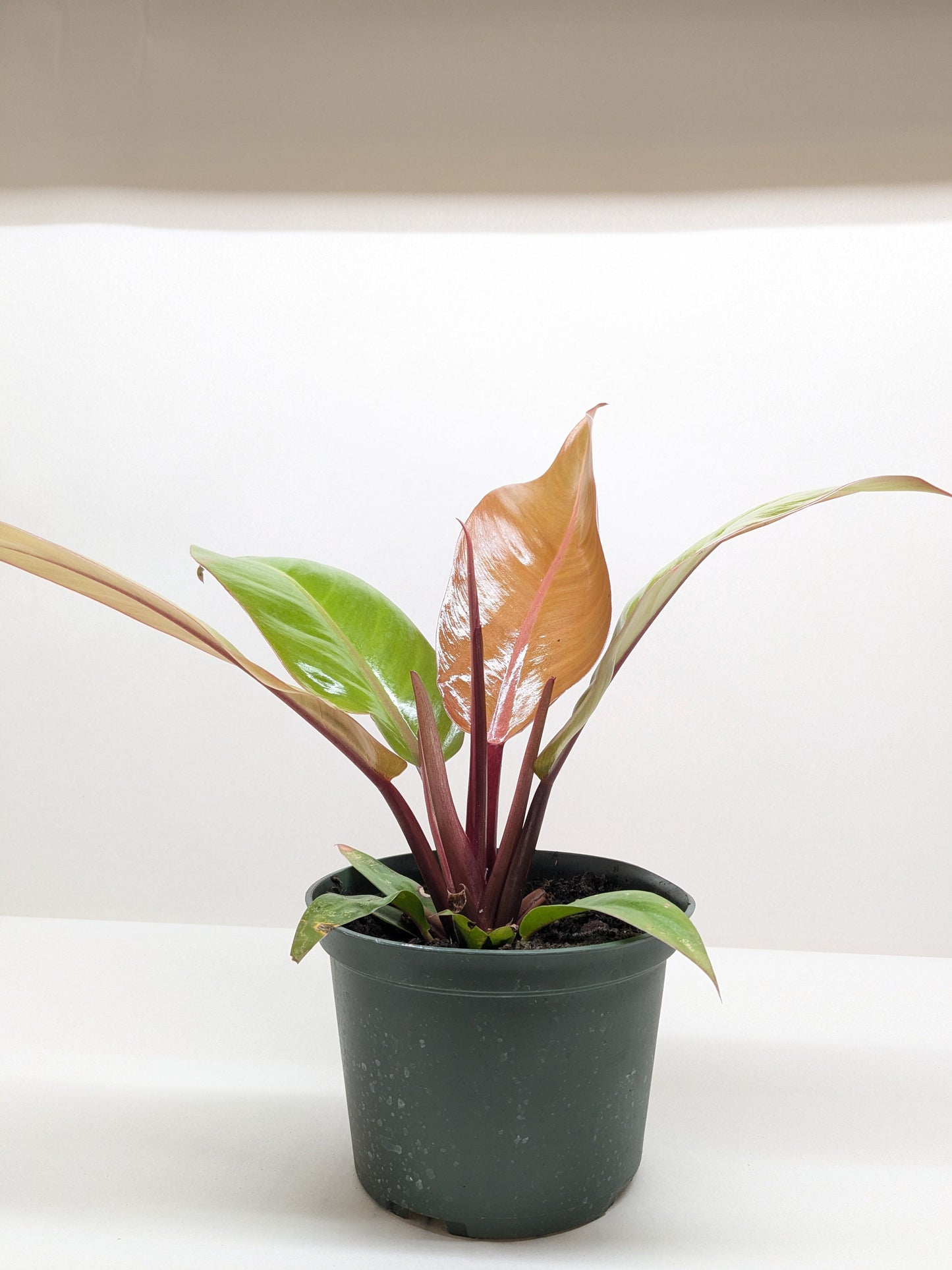 Philodendron 'Prince of Orange' in a dark pot, showing coppery-orange and glossy green leaves.