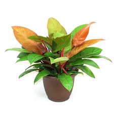 Philodendron 'Prince of Orange' plant with coppery-orange and glossy green leaves in a brown pot.