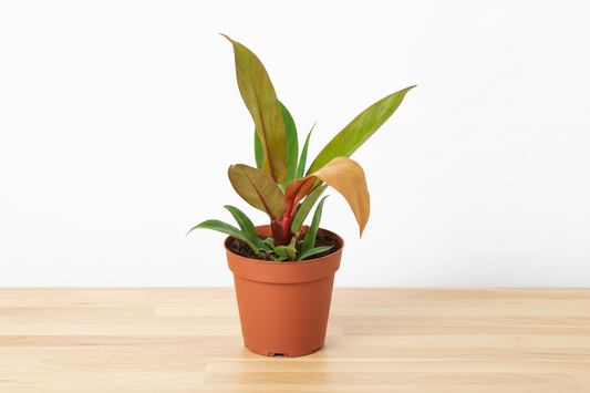 Philodendron 'Prince of Orange' plant in a brown pot, displaying coppery-orange and glossy green leaves.