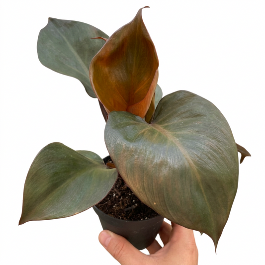 A hand holding a philodendron 'Red Heart' plant in a black 4” pot, featuring reddish-green, heart-shaped leaves against a white background.