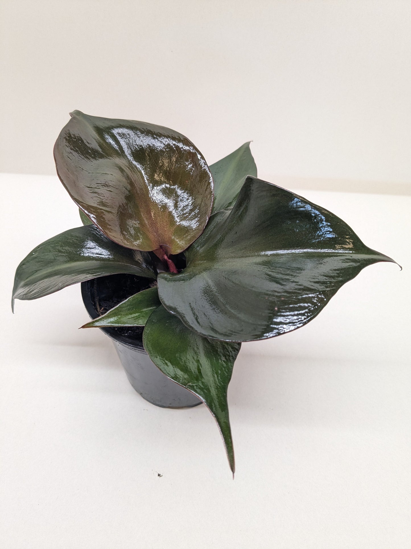 Philodendron 'Red Heart' plant with glossy, dark reddish-green, heart-shaped leaves in a black pot.