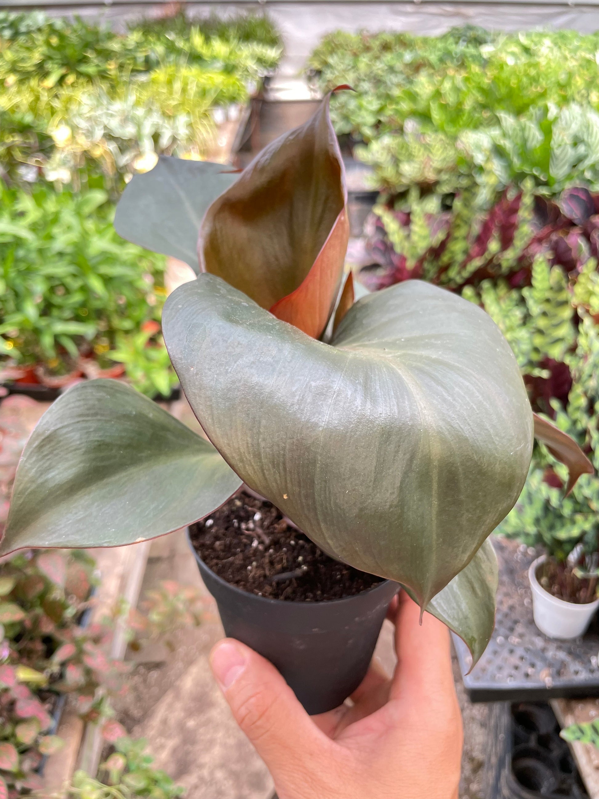 Philodendron 'Red Heart' plant with dark, reddish-green, heart-shaped leaves in a black pot.