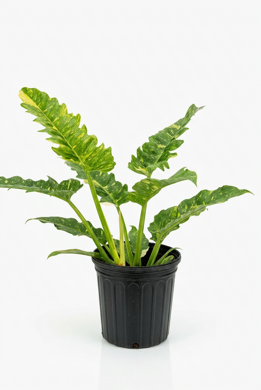 Philodendron Ring of Fire Variegated plant in a black pot, showing green, yellow, and cream leaves on a white surface with white background.