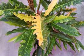 Philodendron Ring of Fire variegated plant with deeply serrated green, yellow, and orange leaves.