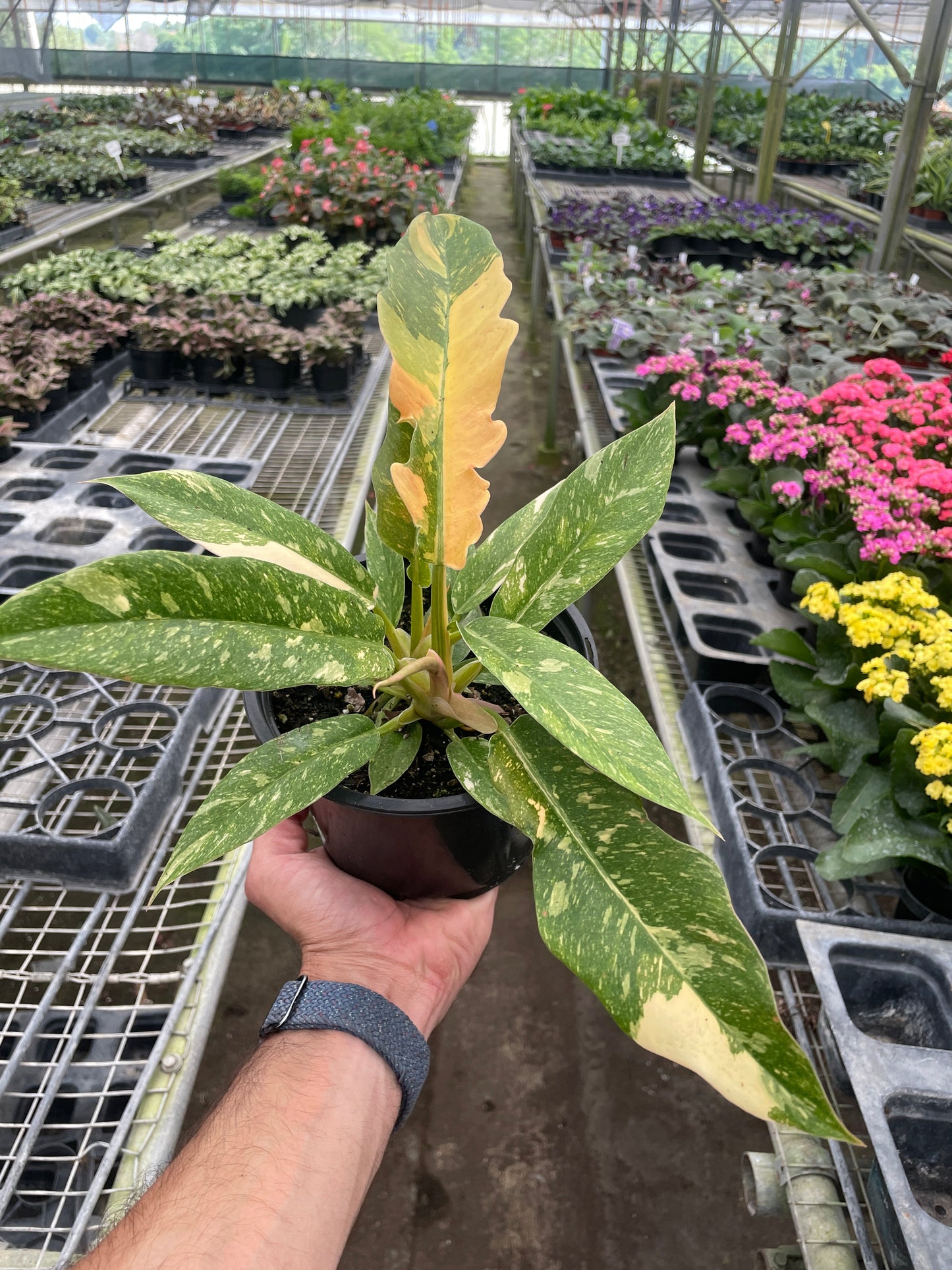 Hand holding a Philodendron Ring of Fire variegated plant with green, yellow, and orange leaves in a black pot.