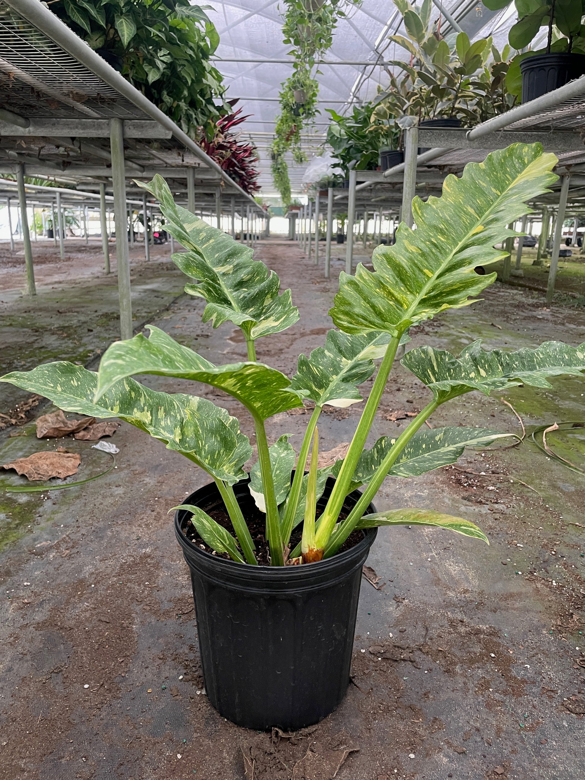 Philodendron Ring of Fire Variegated plant in a black pot, showing green, yellow, and cream leaves.