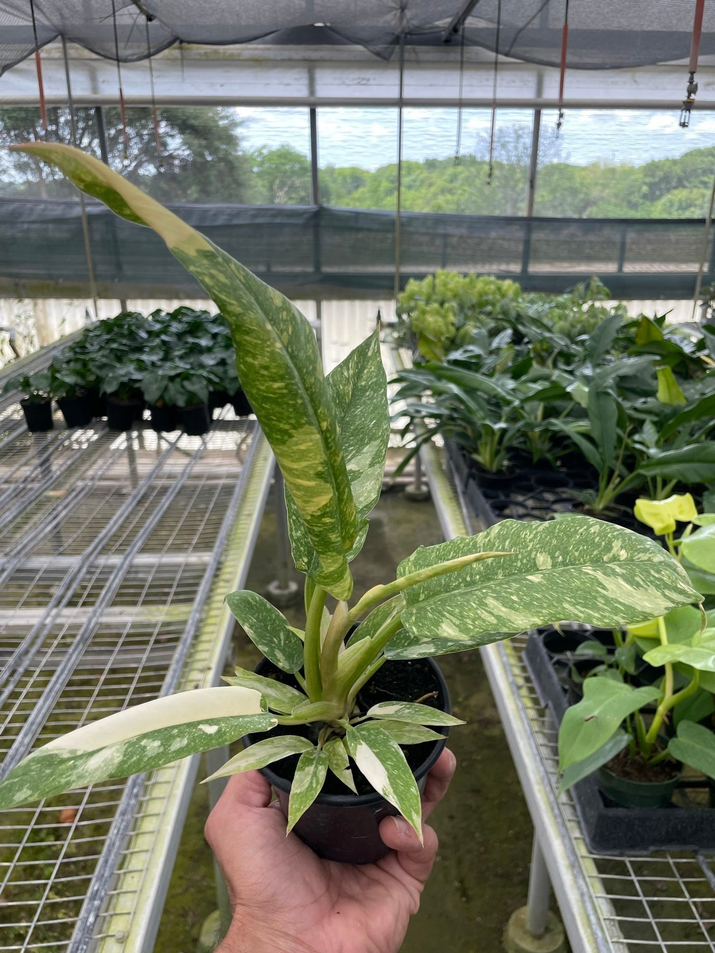 Hand holding a Philodendron Ring of Fire Variegated plant with green, yellow, and cream leaves in a black pot.