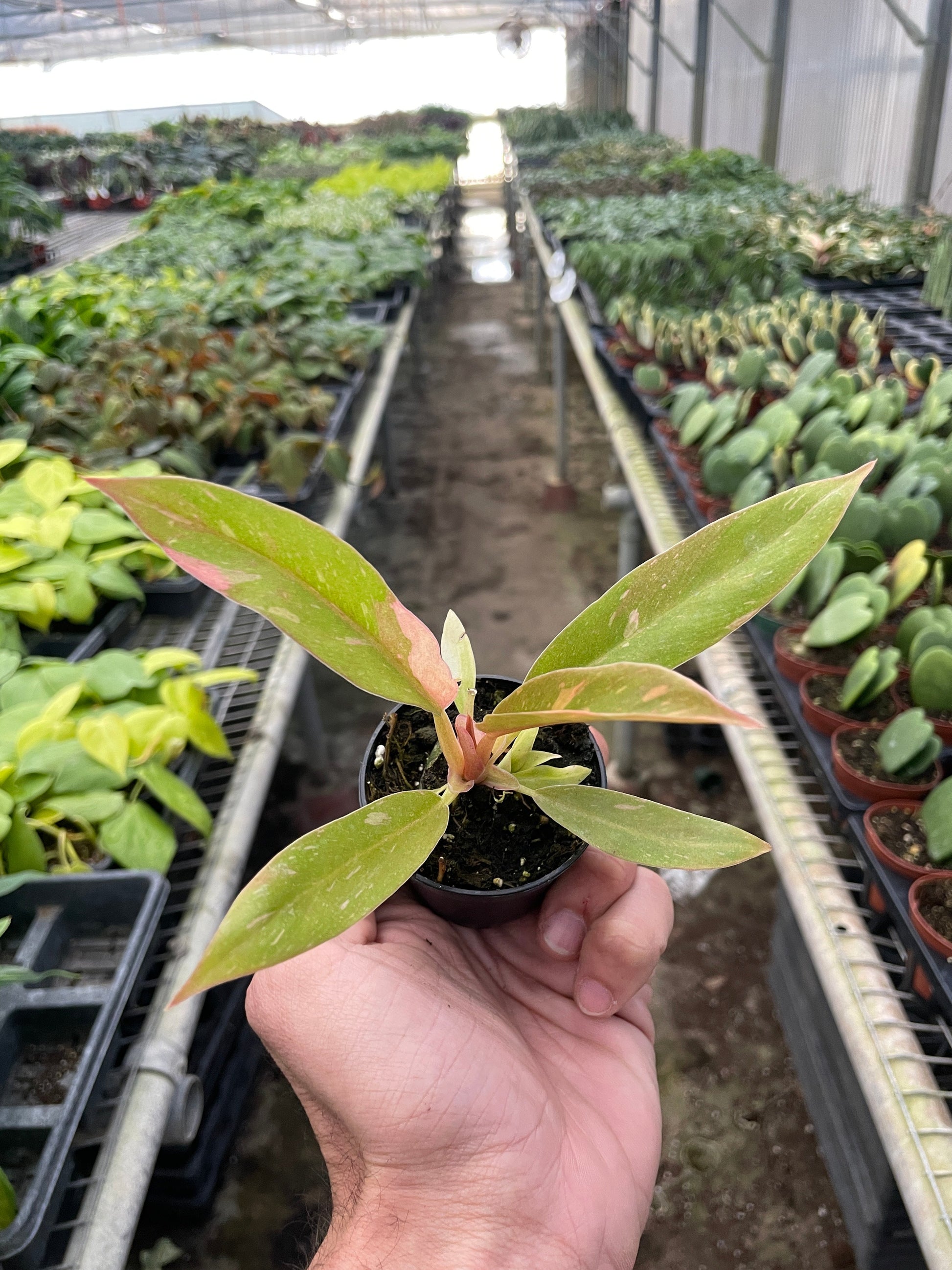 Small Philodendron Ring of Fire variegated plant with green and pink leaves in a black pot, held in a greenhouse.