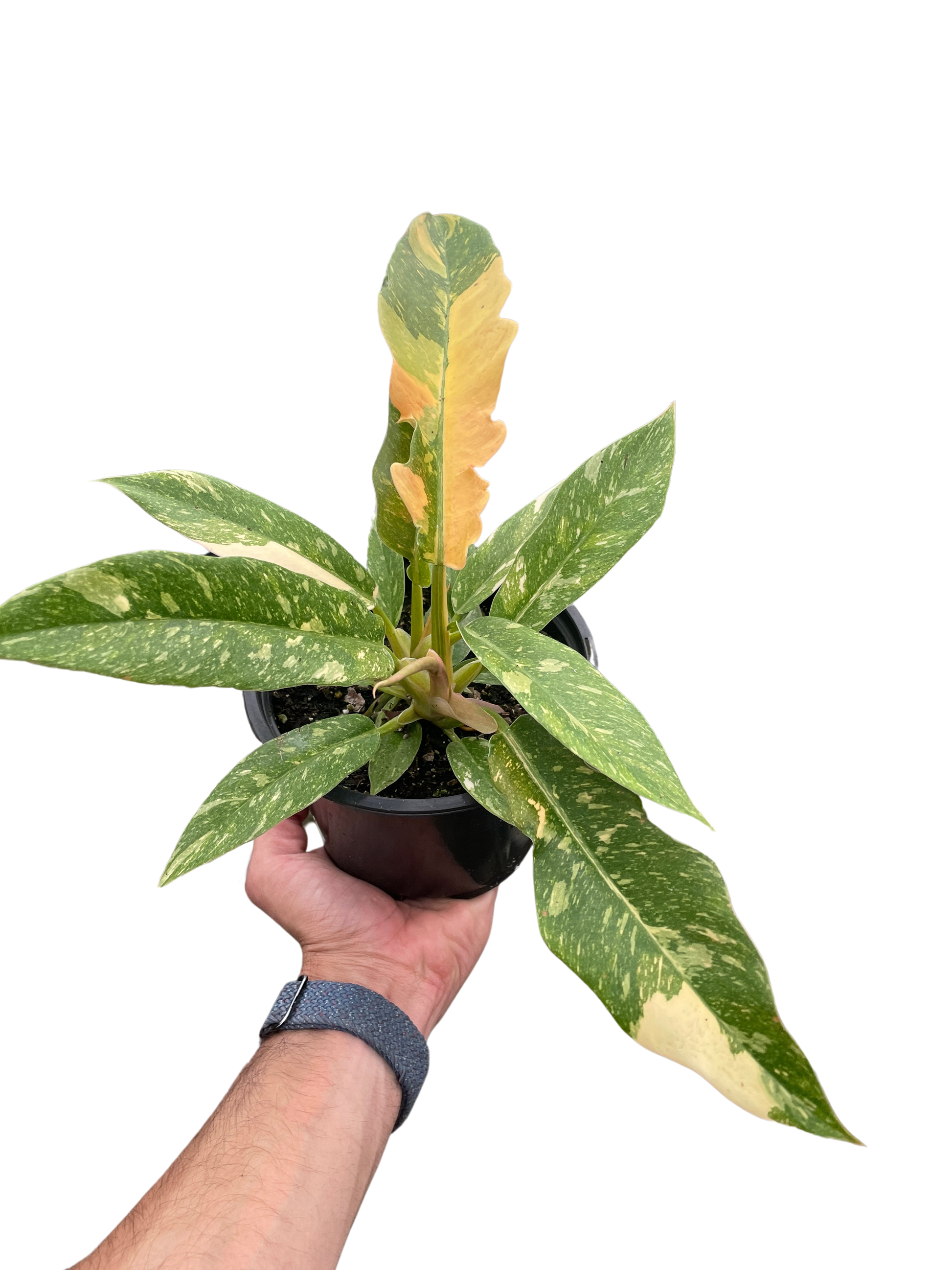 Hand holding a Philodendron Ring of Fire Variegated plant in a black pot, showing green, yellow, and orange leaves.