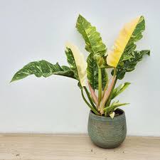 Philodendron Ring of Fire variegated plant in a ribbed gray pot, showing green, yellow, and cream leaves.