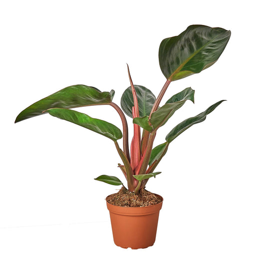 Philodendron rojo congo plant in a brown pot, displaying glossy burgundy-red and bronze-green leaves sitting on a white surface with white background.