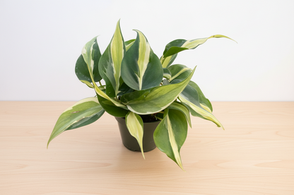 Philodendron 'Silver Stripe' plant in a black pot, featuring deep green leaves with cream and silver streaks.