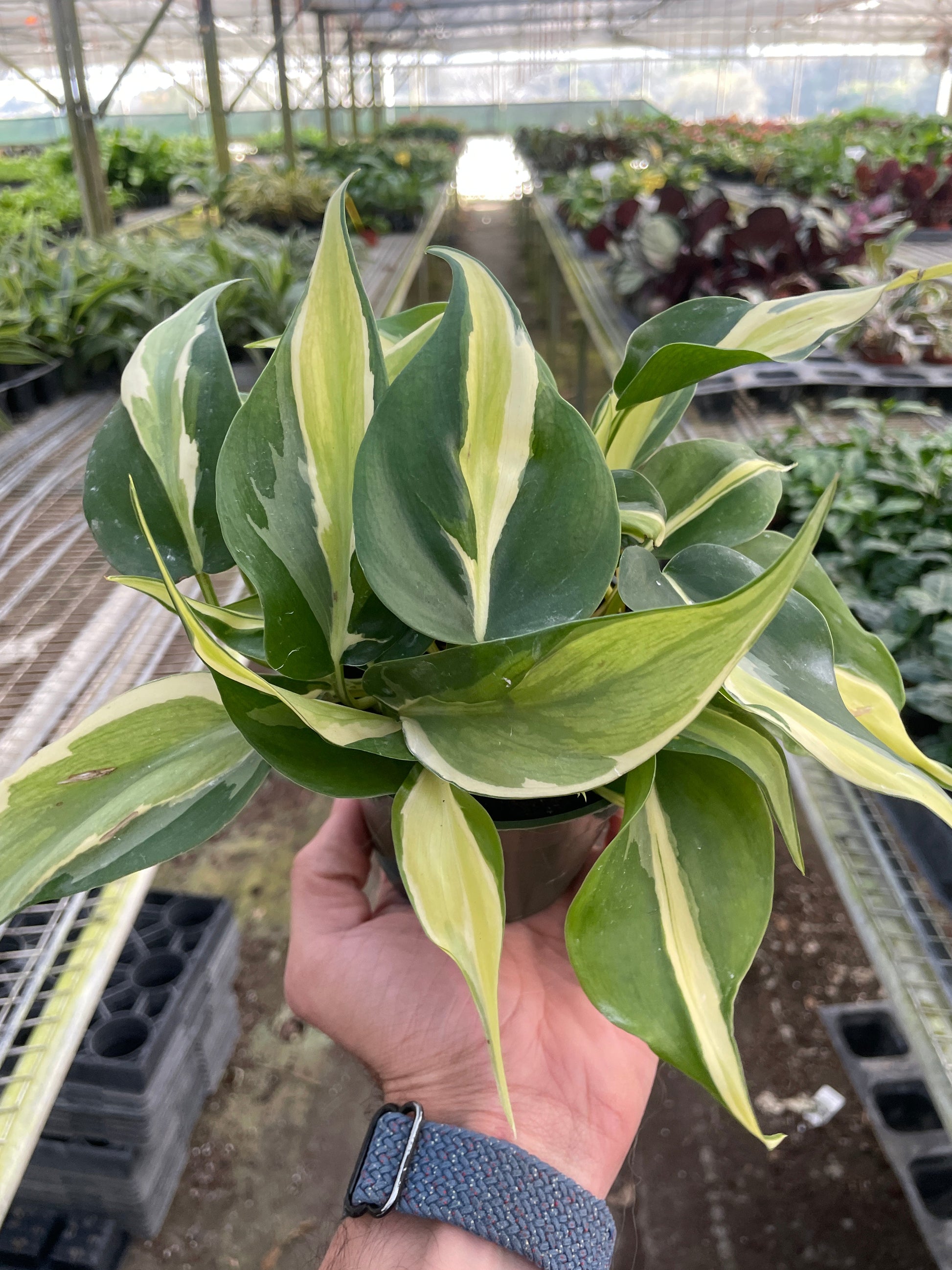 Hand holding a Philodendron 'Silver Stripe' with deep green leaves and cream/silver streaks in a nursery.