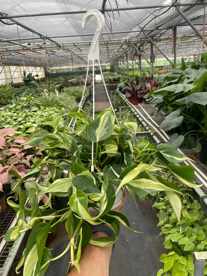 Philodendron 'Silver Stripe' in a white hanging pot, featuring deep green leaves with cream and silver streaks.