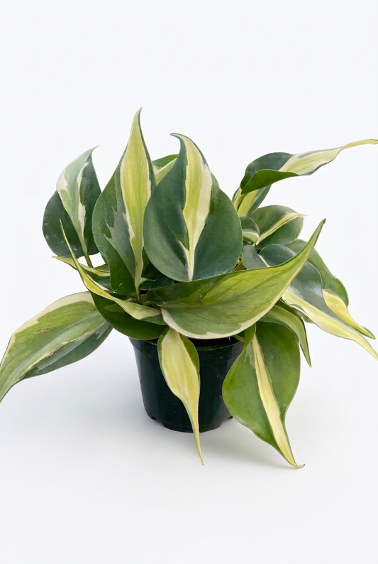 A potted philodendron silver stripe plant with green, cream and yellow variegated heart shaped leaves trailing down an a black pot on a white surface.