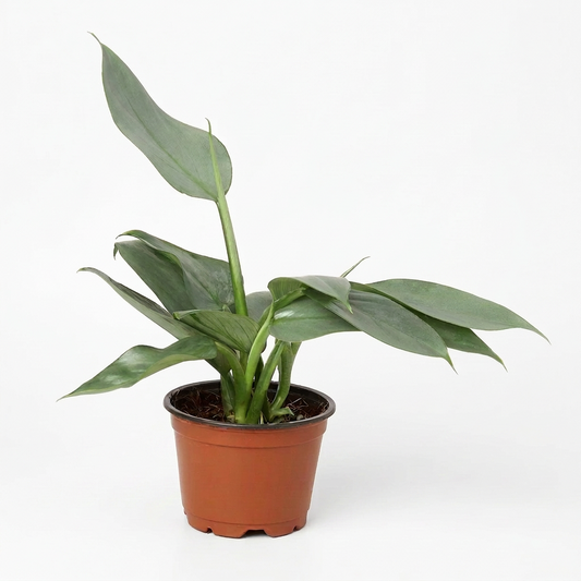 A potted philodendron silver sword plant with long silvery green leaves in a brown  pot on a white surface with white background.