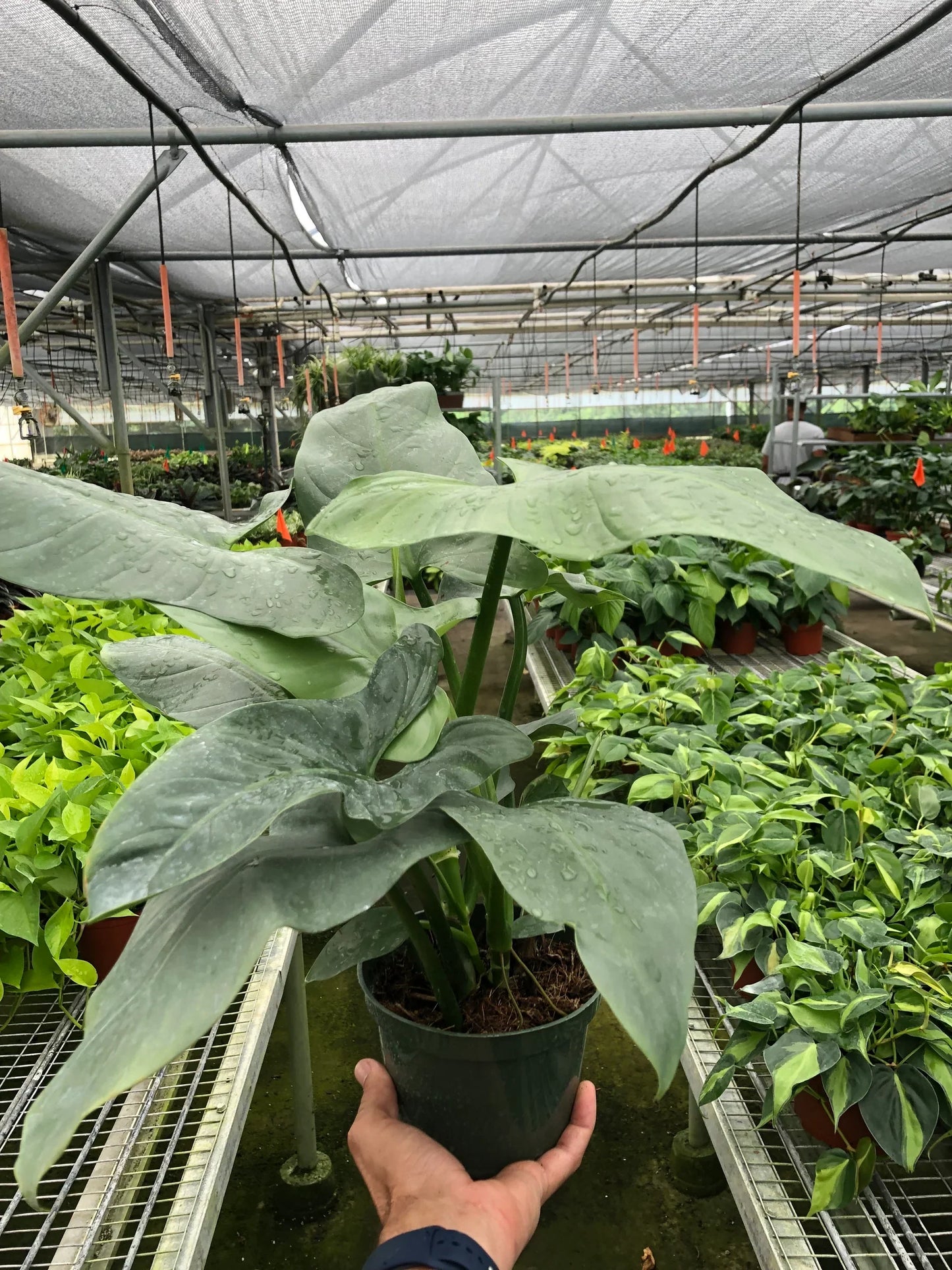 Hand holding a potted Philodendron 'Silver Sword' with large, green, sword-shaped leaves in a greenhouse.