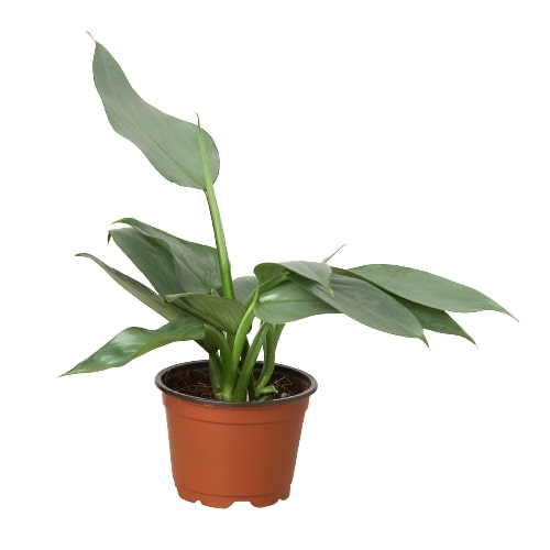 Philodendron 'Silver Sword' houseplant in a brown pot, featuring long, silvery-green, sword-shaped leaves.