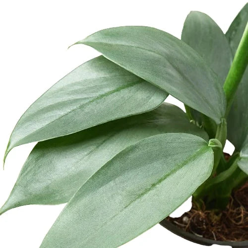 Philodendron 'Silver Sword' houseplant with elongated, silvery-green leaves in a black pot.