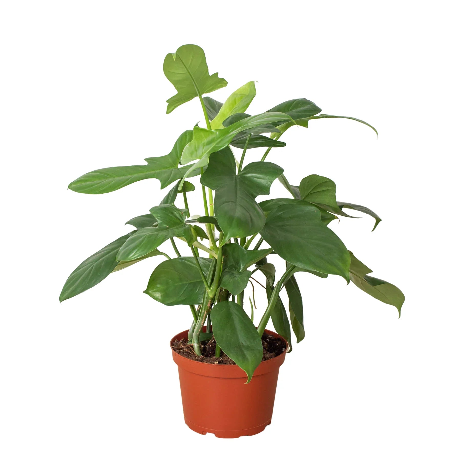 Philodendron 'Silver Sword' houseplant in a brown pot, featuring glossy green, sword-shaped leaves.