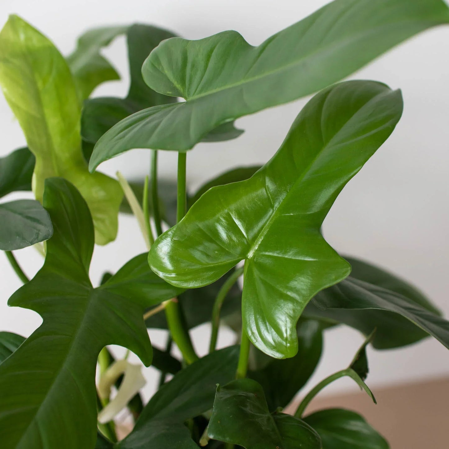 Lush Philodendron 'Silver Sword' houseplant with glossy, deep green, sword-shaped leaves.