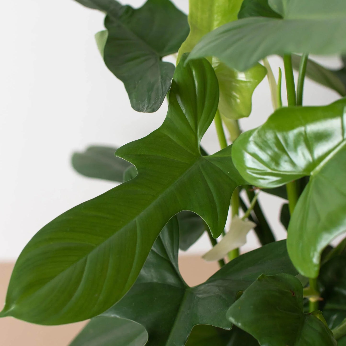 Philodendron 'Silver Sword' plant with large, glossy, dark green, sword-shaped leaves.
