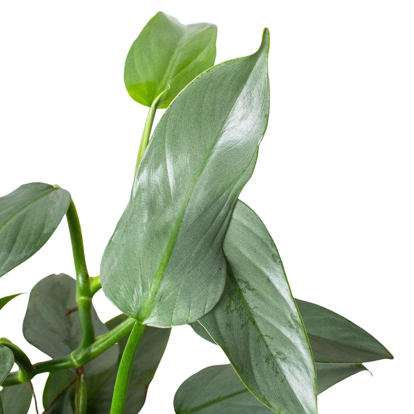 Philodendron 'Silver Sword' plant with elongated, silvery-green, sword-shaped leaves.
