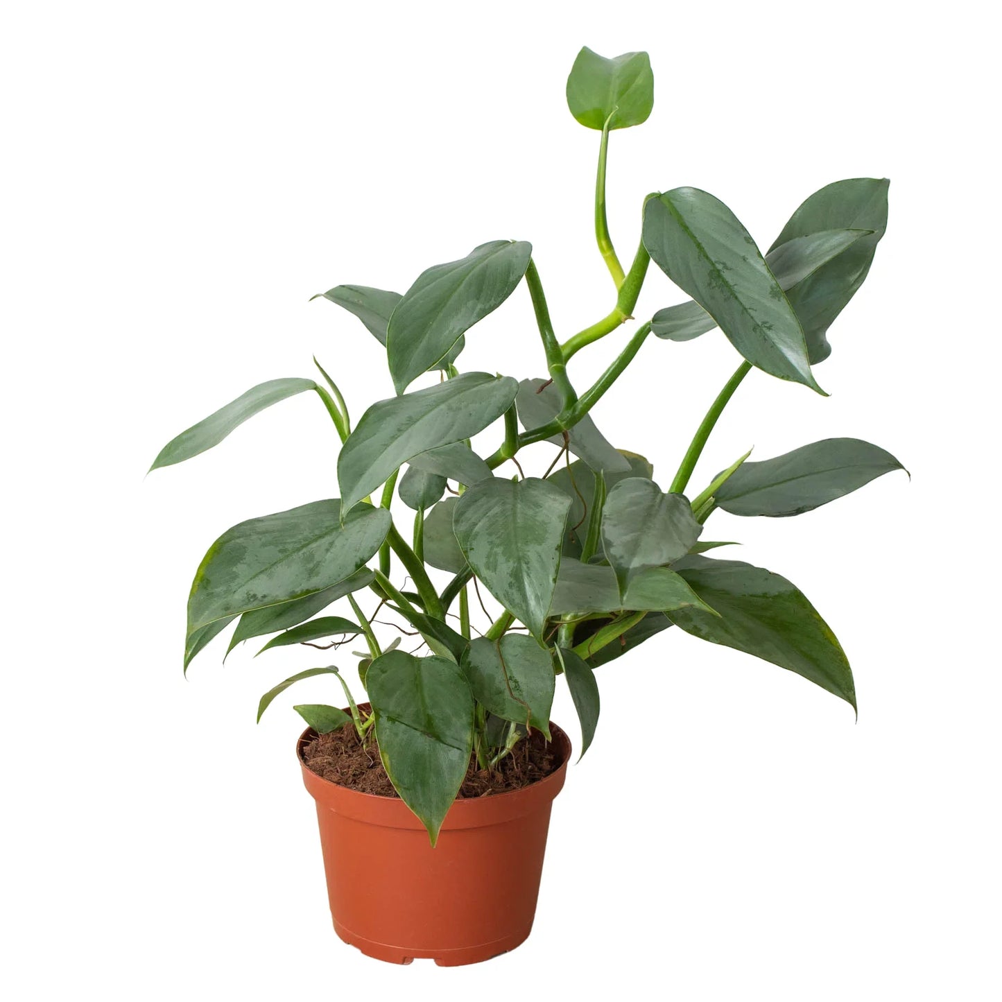 Philodendron 'Silver Sword' houseplant in a brown pot, featuring glossy, sword-shaped green leaves.