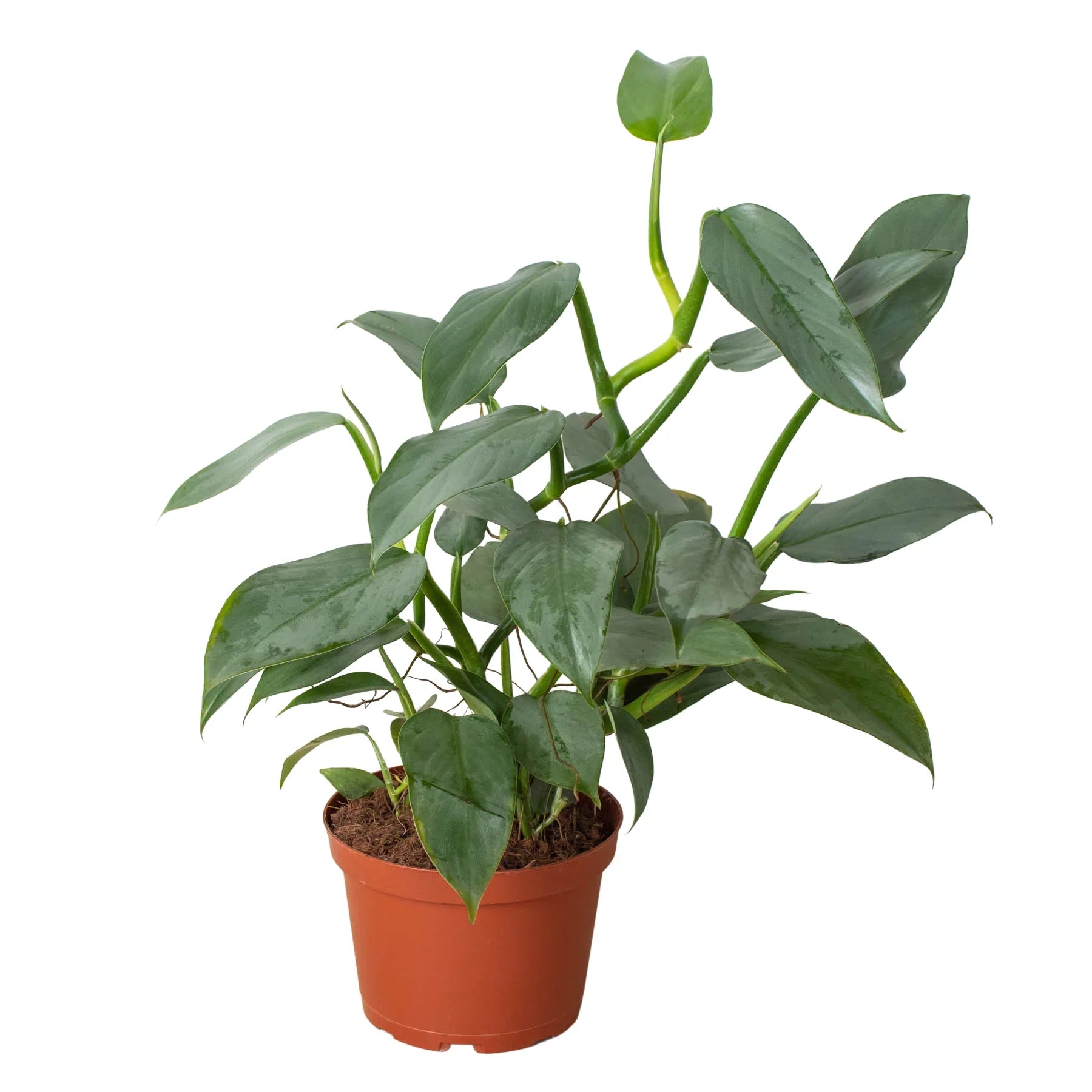 Philodendron 'Silver Sword' houseplant in a brown pot, featuring glossy, sword-shaped green leaves.