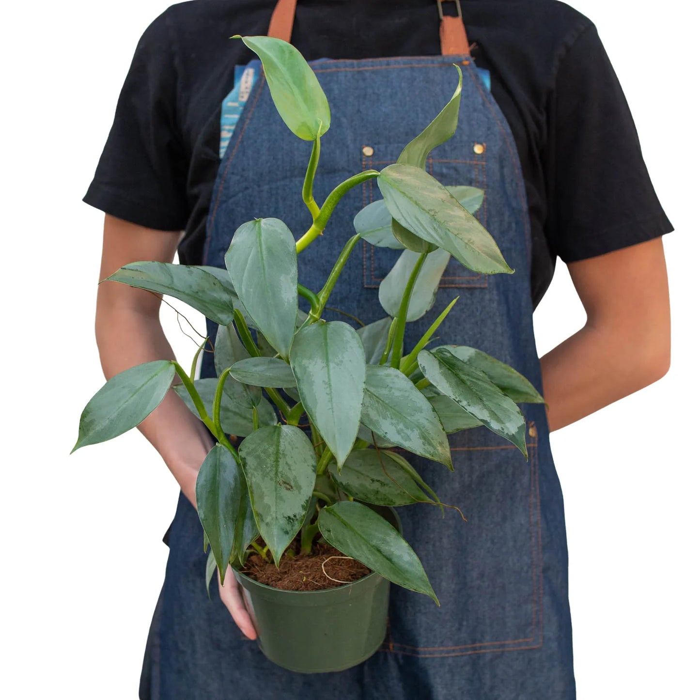 Person in denim apron holding a potted Philodendron 'Silver Sword' plant with glossy, silver-green leaves.