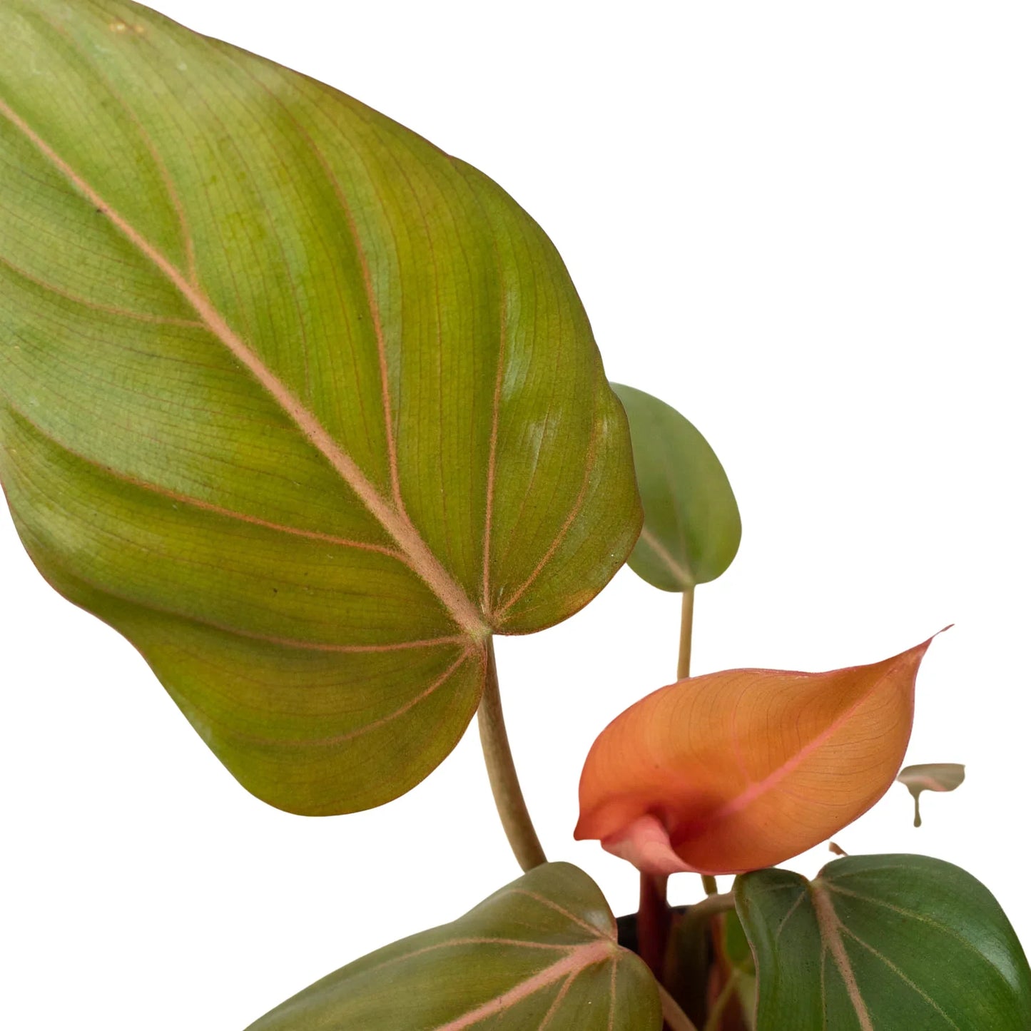 Philodendron 'Summer Glory' plant with large green leaves and a new salmon-pink emerging leaf.