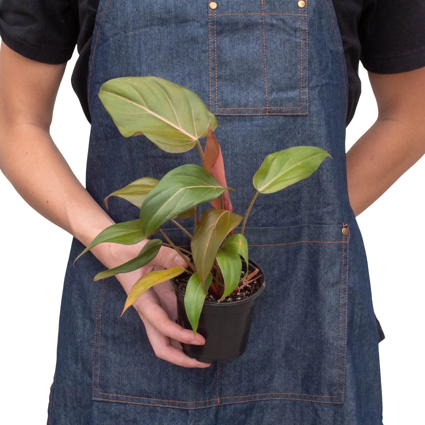 Person in denim apron holding a Philodendron 'Summer Glory' plant with salmon-pink and green leaves in a black pot.