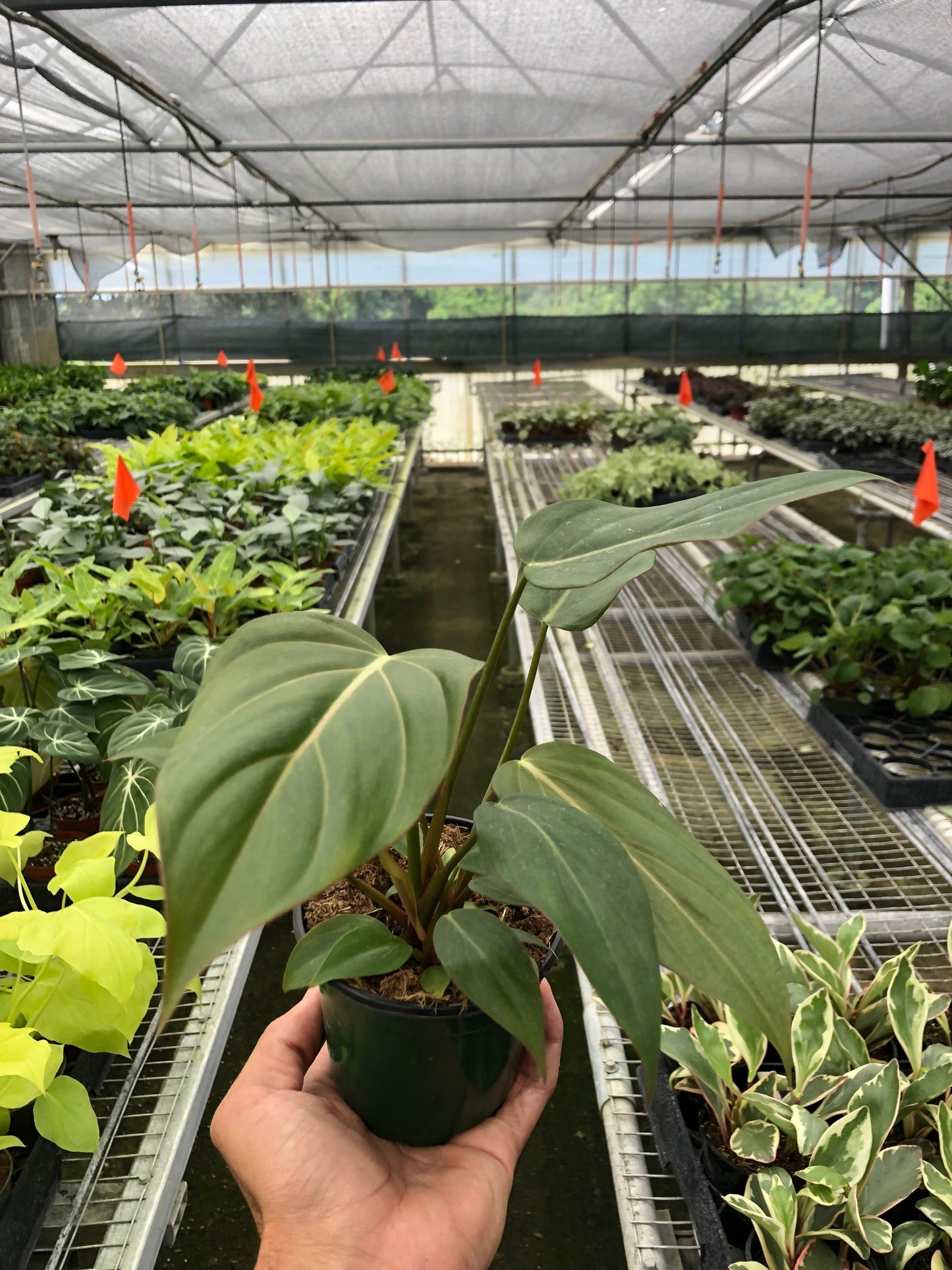 Hand holding a potted Philodendron 'Summer Glory' with dark green leaves and light veins in a greenhouse.
