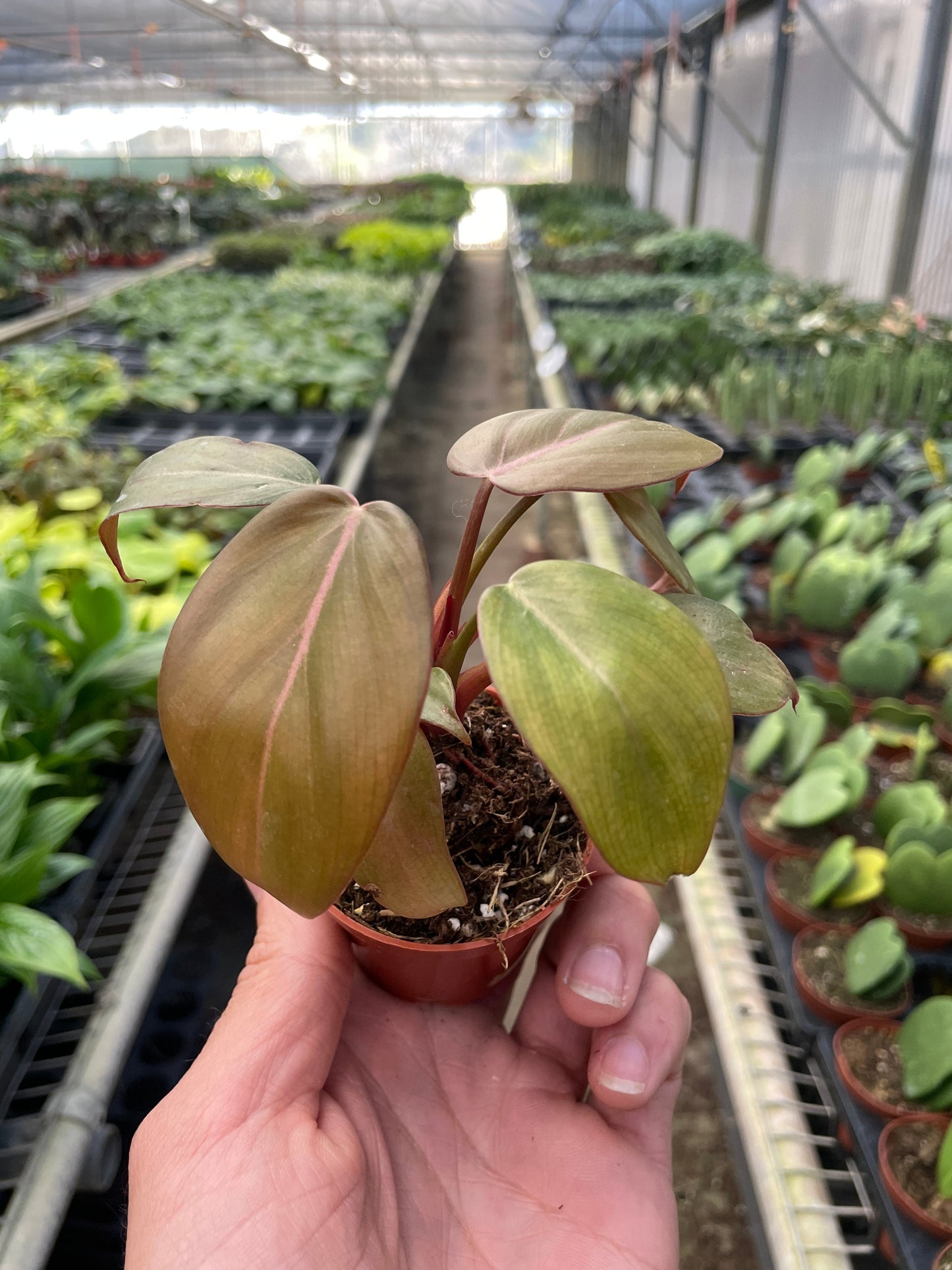 Hand holding a small Philodendron 'Summer Glory' plant with salmon-pink and green leaves in a nursery.