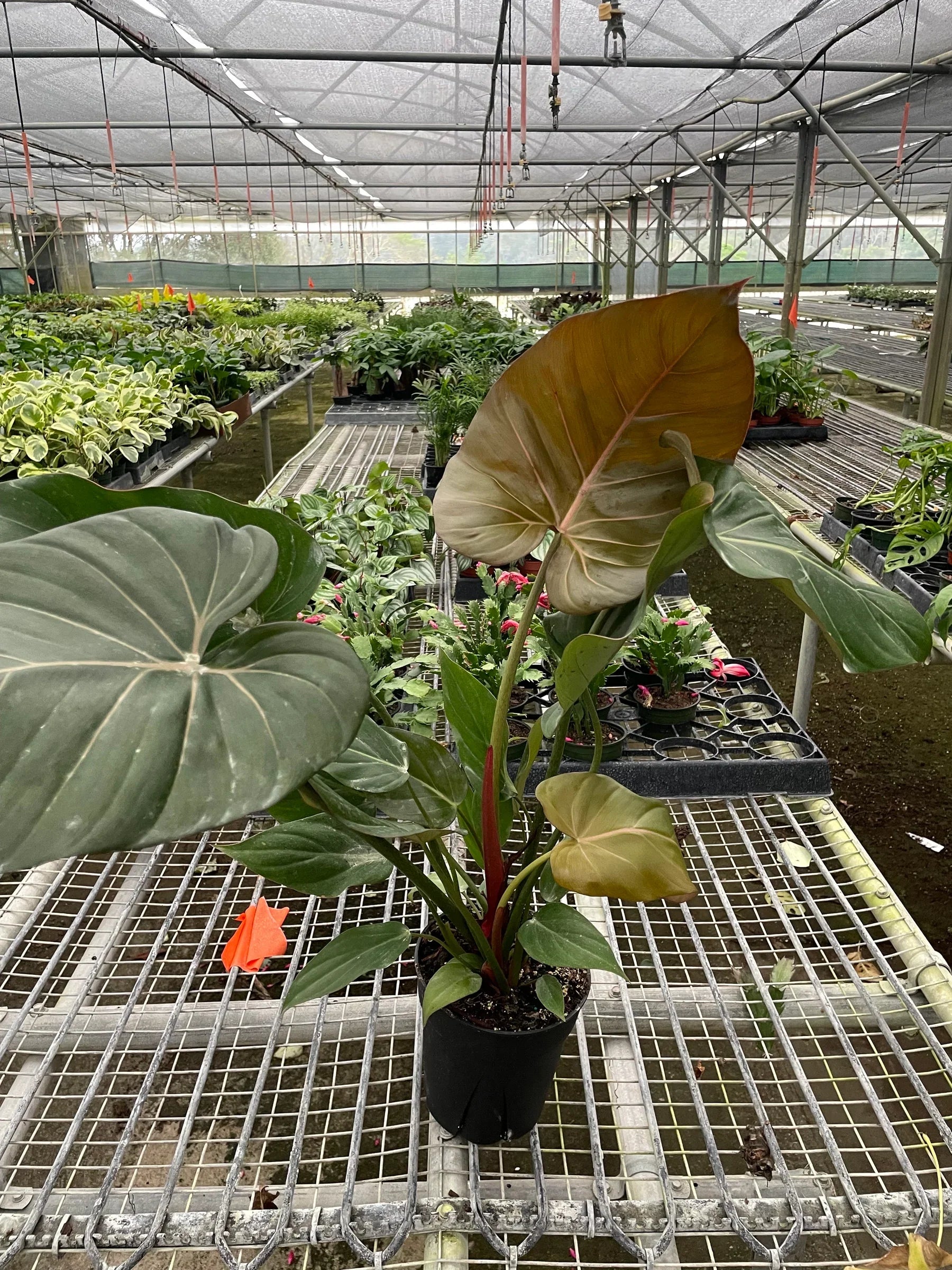 Philodendron 'Summer Glory' plant in a black pot, featuring large green and salmon-pink leaves.